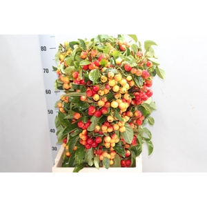 MALUS  'RED SENTINEL' 80CM