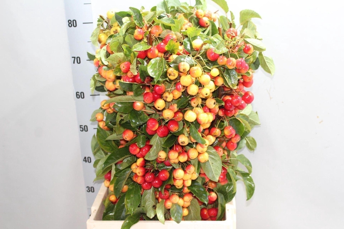 <h4>MALUS  'RED SENTINEL' 80CM</h4>