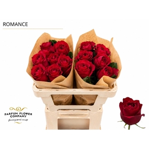 Rosa Garden Romance