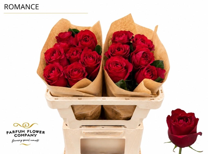 <h4>Rosa Garden Romance</h4>