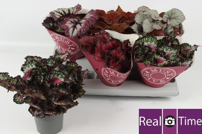 <h4>BEG BEL GEM</h4>