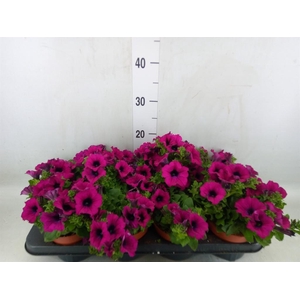 Petunia  'Sunpleasure Purple'
