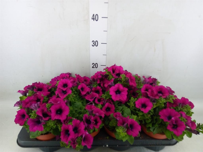 <h4>Petunia  'Sunpleasure Purple'</h4>