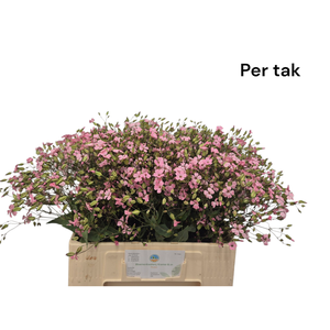 SAPONARIA OV