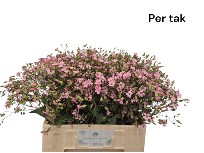 <h4>SAPONARIA OV</h4>