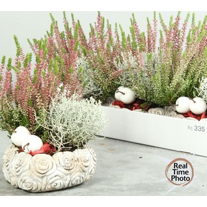 ARR TUINPLANTEN