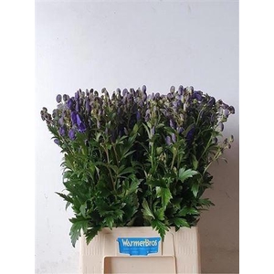 Aconitum Car Arendsii