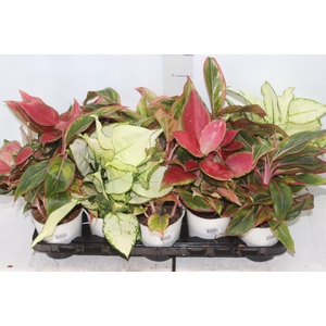 AGLAONEMA VARIADA P12 PREMIUM