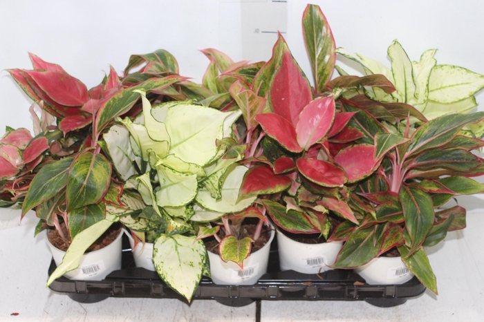 <h4>AGLAONEMA VARIADA P12 PREMIUM</h4>