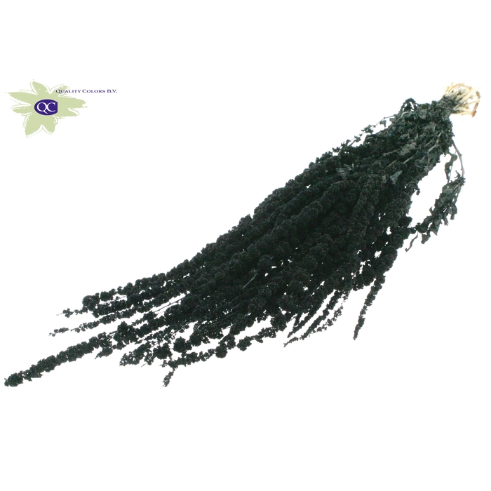 <h4>Hang Amaranthus ±60 p/bunch Black</h4>