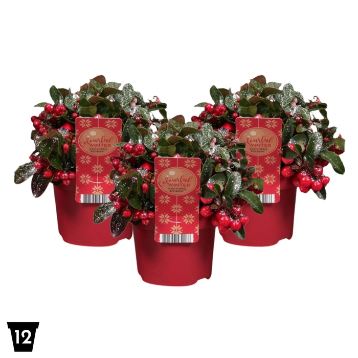 <h4>Gaultheria Pr Big Berry Glitter Zilver</h4>