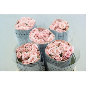 R Tr Pink Majolica (t)