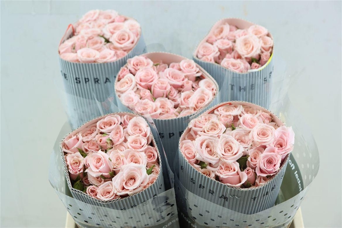 <h4>R Tr Pink Majolica (t)</h4>