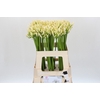 Agapanthus  'Gletsjer'
