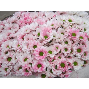 Chr San Bowi Pastel Pink