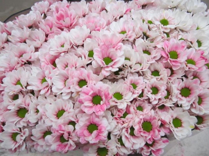 <h4>Chr San Bowi Pastel Pink</h4>