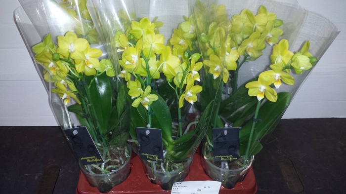 Phalaenopsis multi.   ...yellow