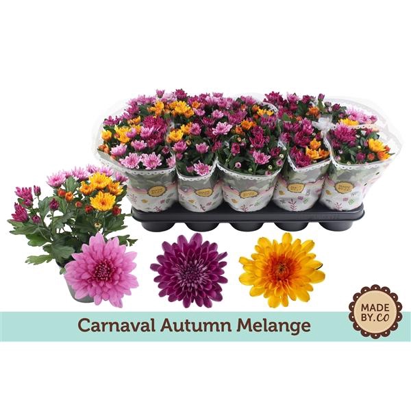 <h4>Chrysanthemum Indicum Grp Mount Aubisque gemengd in pot</h4>