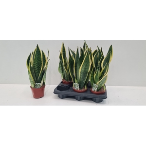 SANSEV FUTURA SUPERB