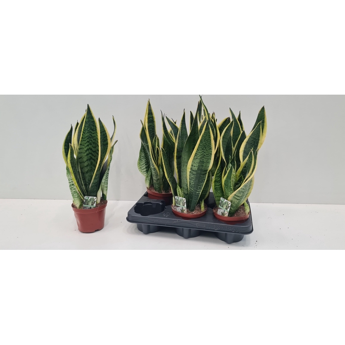 <h4>SANSEV FUTURA SUPERB</h4>