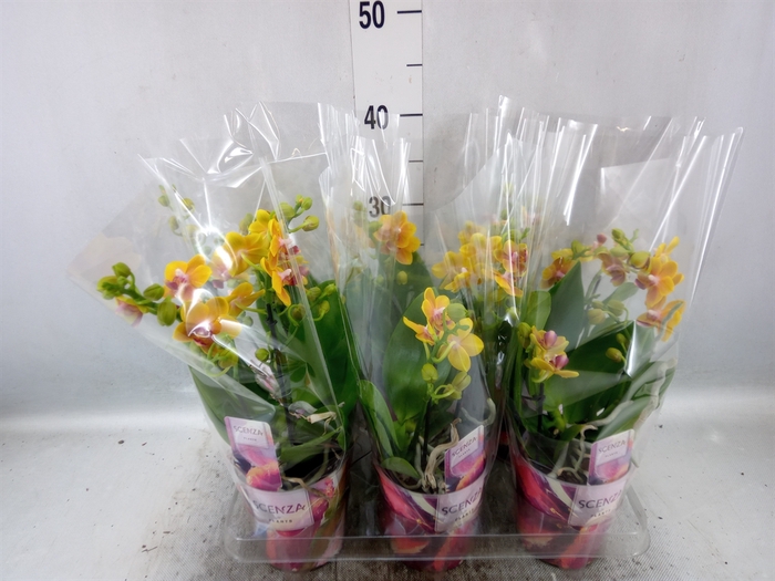 <h4>Phalaenopsis multi.   ...orange</h4>