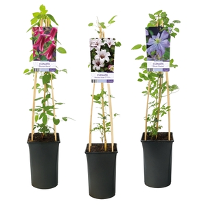 Mixshelf Clematis Royals +light label