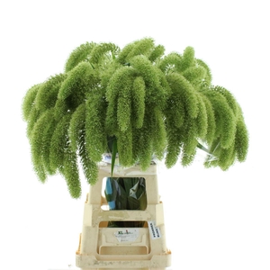 Setaria It Voll Melk