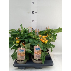 Solanum lycopersicum   ...