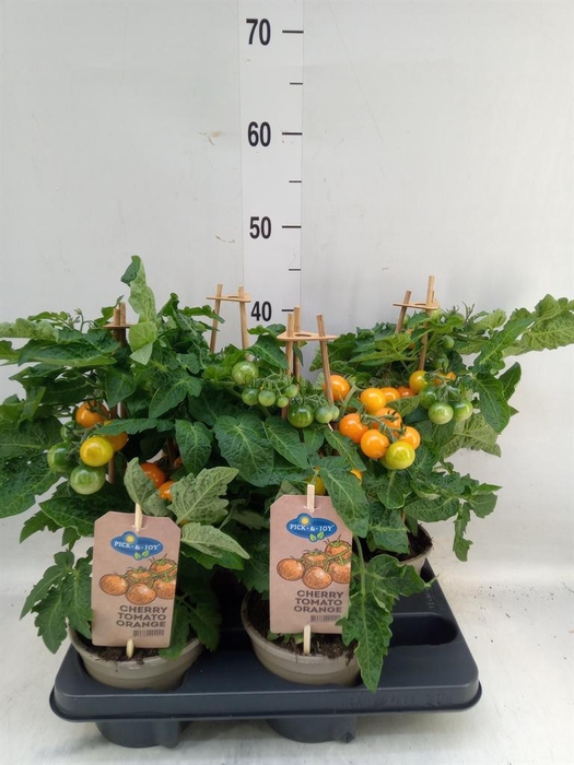 <h4>Solanum lycopersicum   ...</h4>