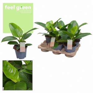 Philodendron Imperial Green Feel Green (Decorum)