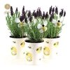 Lavandula st. 'Anouk'® Collection P12 in Cup Bee + Bee