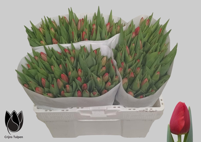 <h4>TU EN RESCUE</h4>