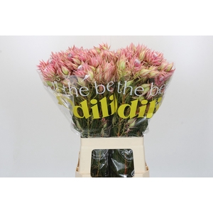 Blushing Bride Pink 6/9 Flowers