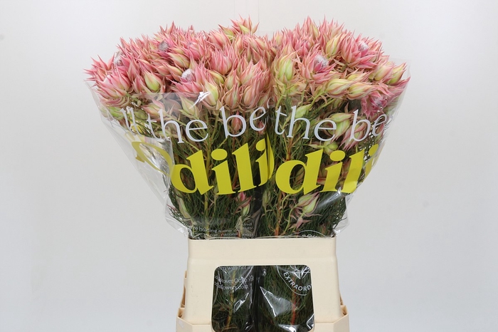 Blushing Bride Pink 6/9 Flowers