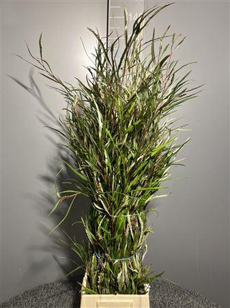 <h4>Grevi Aspleniifolia 200 Verde</h4>
