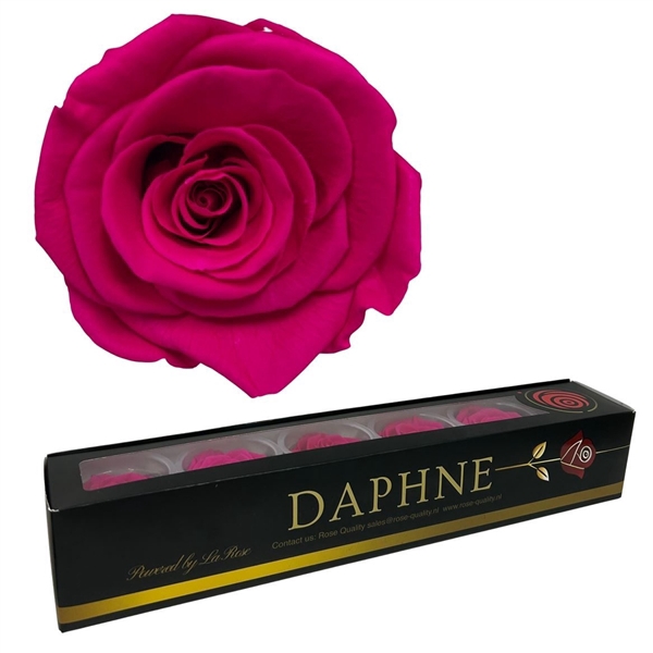 <h4>Preserved Rosa Hot Pink L</h4>
