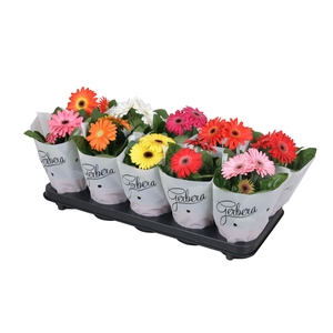 Gerbera belicht 2+basic in frosted hoes kort