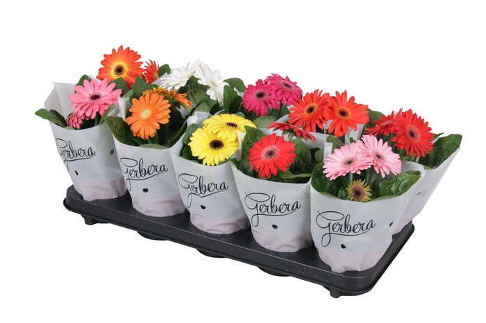 <h4>Gerbera belicht 2+basic in frosted hoes kort</h4>