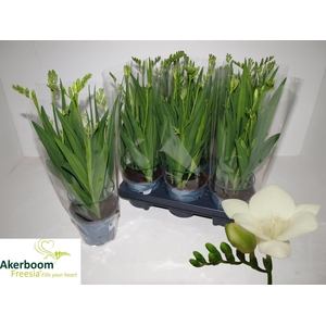 FREESIA FEGOOD WHITE