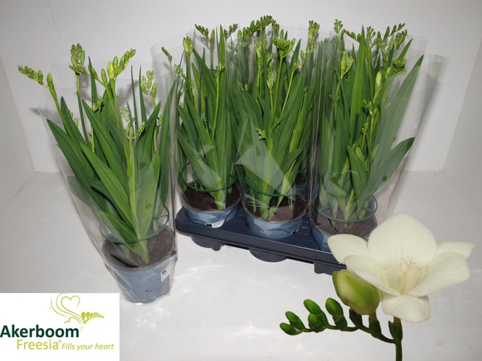 <h4>FREESIA FEGOOD WHITE</h4>