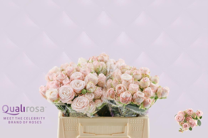 <h4>R Tr Bombastic</h4>