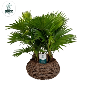 Livistona in caryota mand air so pure ASP etiket Air So Pure