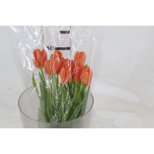 TULIPA LARANJA