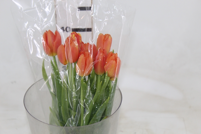 <h4>TULIPA LARANJA</h4>