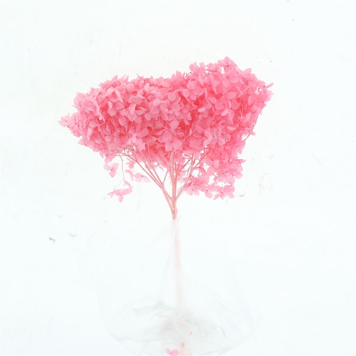 Pres Bleached Hydrangea Anna Fuchsia