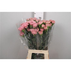 Di St Lege Pink