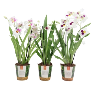 Orchideeen Miltoniopsis Herralexand
