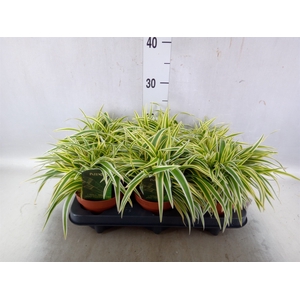 Chlorophytum laxum