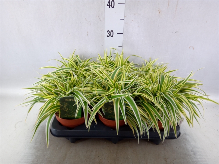 <h4>Chlorophytum laxum</h4>