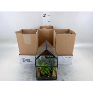 Arr.   Kamerplant Groen H%